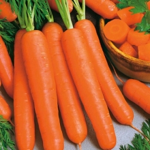 Морковь Ньюхолл F1 (фракция: 1,8-2,0 мм) - ООО «Семена Тут»