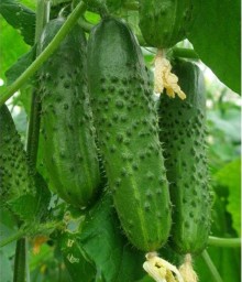 img-1: Огурец Аист - ООО «Семена Тут»