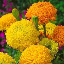 Бархатцы прямостоячие Фантастик микс - ООО «Семена Тут»