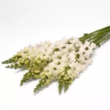 img-1: Львиный зев Монако (группа 2,3) Айвори Вайт [1000 шт] - ООО «Семена Тут»