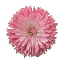 img-2: Маргаритка Робелла [250 драже] - ООО «Семена Тут»