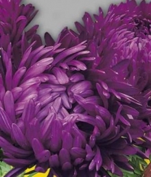 Астра пионовидная Фиолетовая башня - Семена Тут
