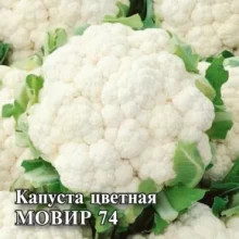 img-1: Капуста цветная Мовир 74 - ООО «Семена Тут»