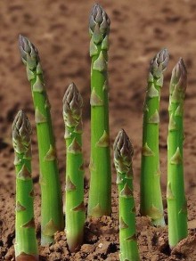 img-1: Спаржа Аржентельская - ООО «Семена Тут»