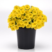 Калибрахоа Классик Еллоу [50 м/драже] - ООО «Семена Тут»