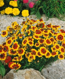 img-2: Кореопсис Потеха - ООО «Семена Тут»