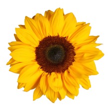 Подсолнечник Винсент F1 Чойс [1000 шт] - ООО «Семена Тут»