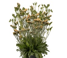 Статица Хипстер Эприкот [1000 шт] - ООО «Семена Тут»