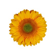 Подсолнечник Винсент F1 Фреш DMR [1000 шт] - ООО «Семена Тут»