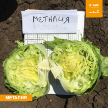 Салат Металия - ООО «Семена Тут»
