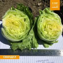 Салат Скиндел - ООО «Семена Тут»