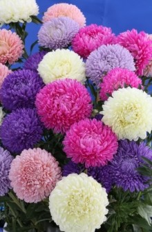 img-1: Астра Бьютифул Дэй Микс [3 гр] - ООО «Семена Тут»