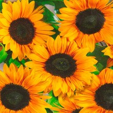 Подсолнечник однолетний Везувио F1 Дип Оранж - ООО «Семена Тут»