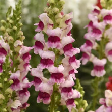 Львиный зев Потомак (группа 3,4) Пламблоссом [1000 шт] - ООО «Семена Тут»