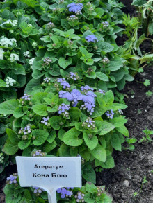 img-2: Агератум Кона Блю [1000 шт] - ООО «Семена Тут»