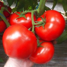 Томат Аксель F1 - ООО «Семена Тут»