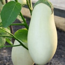 Баклажан Альбион - ООО «Семена Тут»