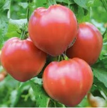 Томат Алтайская Заря - ООО «Семена Тут»