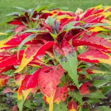 Амарант Бразильский карнавал - ООО «Семена Тут»