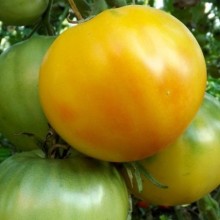 Томат Ананас из Берна - ООО «Семена Тут»