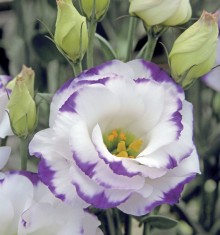 Эустома Арена 3 Блю Пикоти [500 драже] - ООО «Семена Тут»