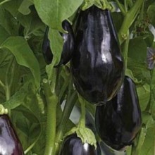 Баклажан Вера - ООО «Семена Тут»