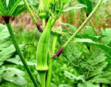 img-1: Бамия Бомбей - ООО «Семена Тут»