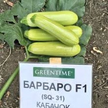 img-1: Кабачок Барбаро F1 - ООО «Семена Тут»