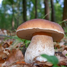 Белый гриб (60 мл.) - Семена Тут