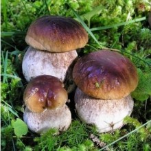 Белый гриб сосновый (60 мл.) - Семена Тут