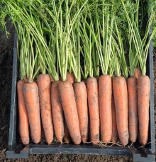 Морковь Бермуда F1 (фракция: 1,6-1,8 мм) - Семена Тут