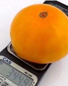 img-1: Томат Ананас Бильбао - ООО «Семена Тут»