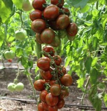 Томат Братец Полосатик - ООО «Семена Тут»