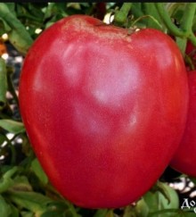 Томат Буденовка - ООО «Семена Тут»