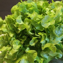 Салат Букет - ООО «Семена Тут»