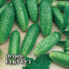 Огурец Бутуз F1 - ООО «Семена Тут»