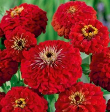 Цинния изящная Черри Квин - ООО «Семена Тут»