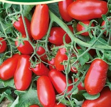 Томат Черри Уникум F1 - ООО «Семена Тут»