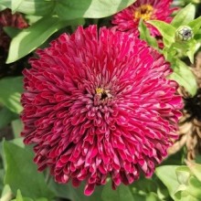 Цинния георгиноцветковая Бордо - ООО «Семена Тут»