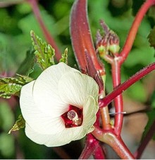 img-2: Бамия Бомбей - ООО «Семена Тут»