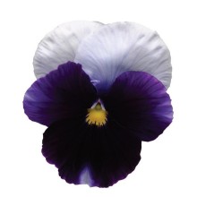 Виола крупноцветковая Спринг Матрикс Биконсфильд [100 шт] - ООО «Семена Тут»