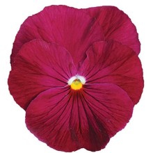 Виола крупноцветковая Спринг Матрикс Роуз [100 шт] - ООО «Семена Тут»