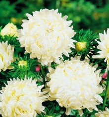 Астра пионовидная Дюшес Вайт - ООО «Семена Тут»