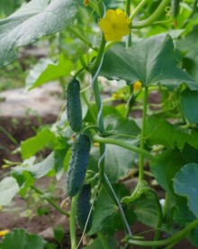 img-1: Огурец Эльбрус - ООО «Семена Тут»