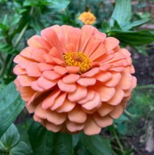 Цинния георгиноцветковая Эльдорадо Салмон - ООО «Семена Тут»