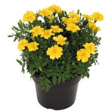 Бархатцы отклоненные Милли Ванилли [1000 шт] - ООО «Семена Тут»