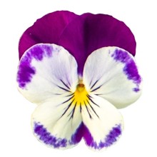 Виола ампельная Хайфлайер F1 Виолет Фейс [500 шт] - ООО «Семена Тут»