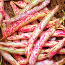 Фасоль овощная Рябушка - ООО «Семена Тут»