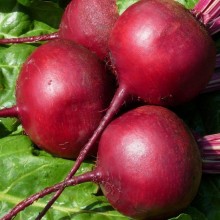 Свекла Пани Божена - ООО «Семена Тут»