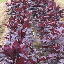 Амарант овощной Валентина - ООО «Семена Тут»